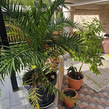 La Chaume Du Marais Poitevin Avec Barque Venice With Boat